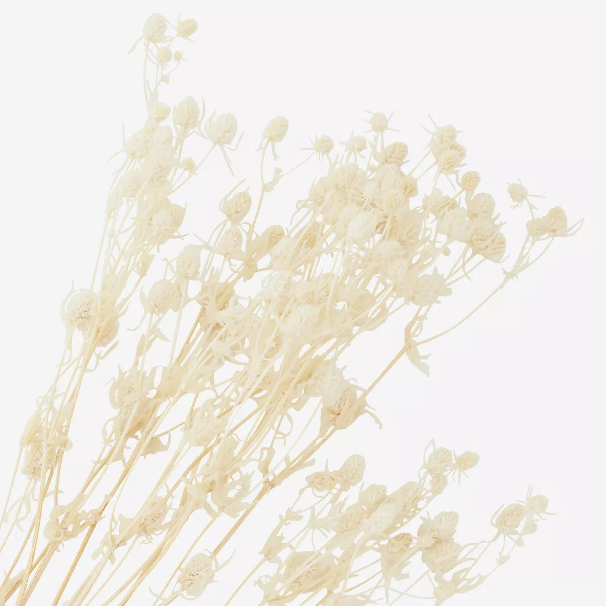 Fleurs séchées
