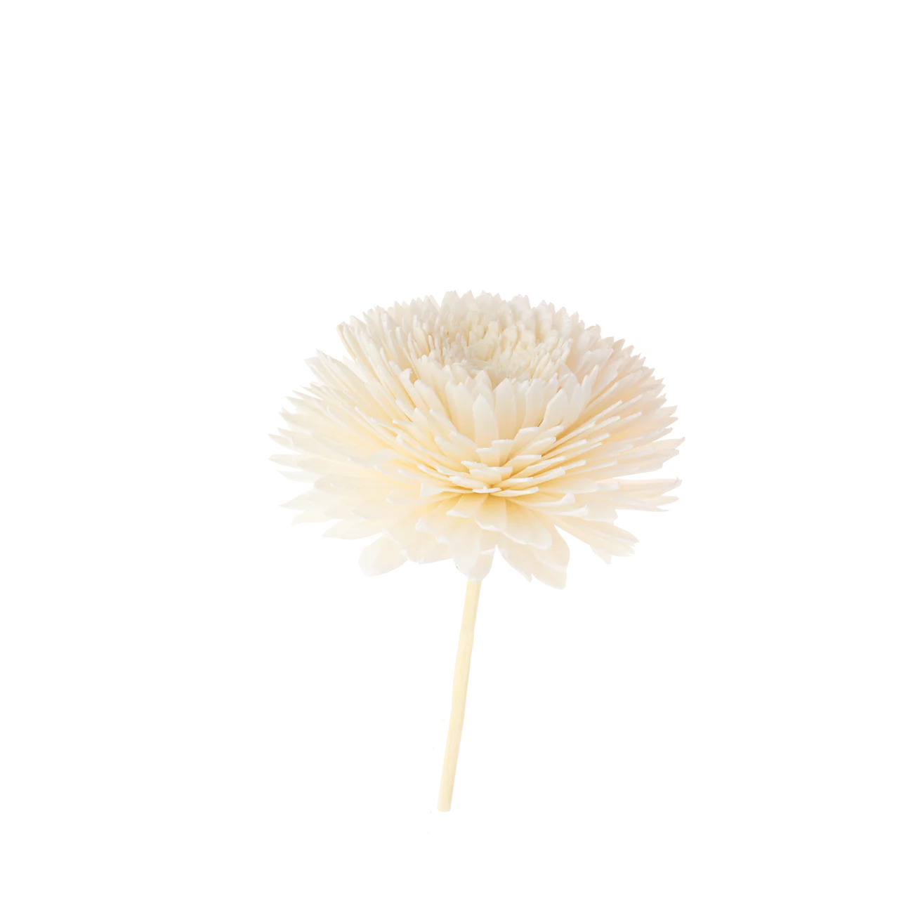 Fleur pour bouquet – Plantes & Parfums