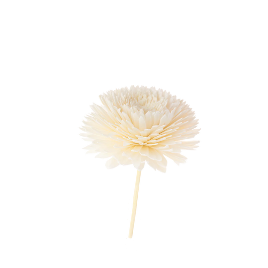 Fleur pour bouquet – Plantes & Parfums